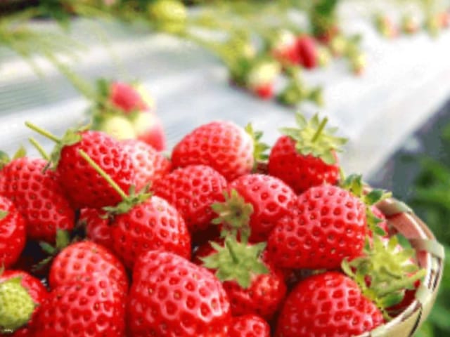 route-bus-trip-seasonal-only-all-you-can-eat-strawberry-strawberry-picking-experience-and-lunch-at-josaien-includes-fresh-strawberry-soft-cream-from-the-farm-cafe-departing-from-kumamoto_1