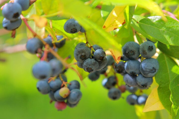 Sapporo to Airport Service with Fruit Picking Along The Way! - Photo 1 of 4