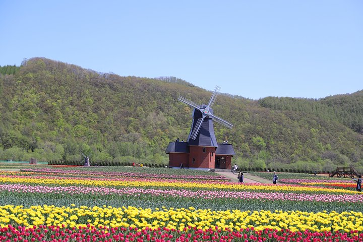 [Shibazakura / Tulip] Going by private car, Shibazakura Takinoue Park and Kamiyubetsu Tulip Park (from Sapporo) - Photo 1 of 16