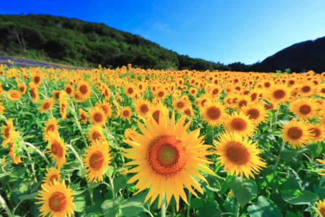 shima-city-tourist-farm-sunflower-admission-ticket-reservation-mie-prefecture_1