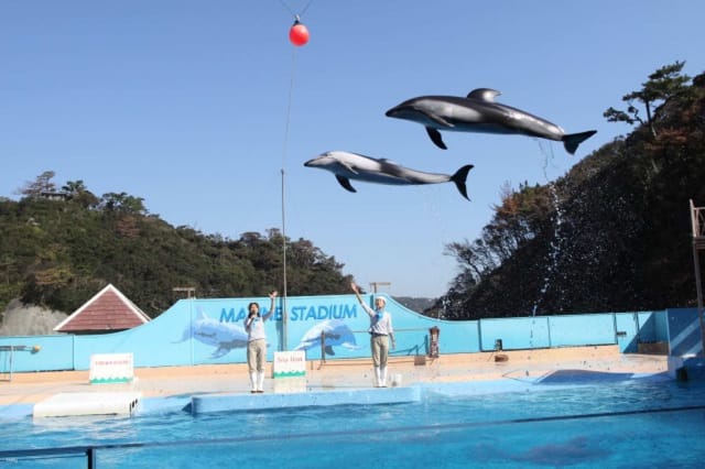 shimoda-aquarium-admission-ticket-shizuoka-japan_1