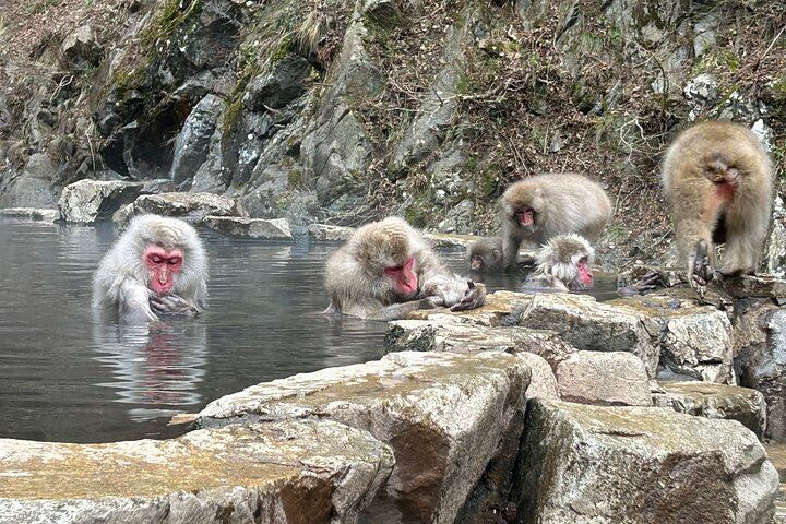 Shuttle Van Tour Snow Monkey Park, to-and-from Tokyo - Photo 1 of 7