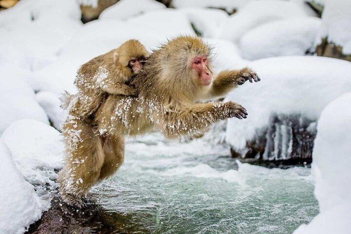  Snow Monkey Park & Zenkoji Temple Nagano Pvt. Full Day Tour. - Photo 1 of 25