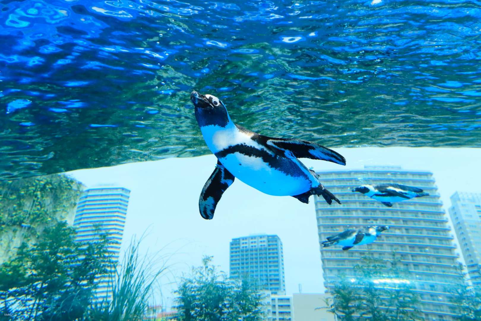 Tokyo, Japan｜Ikebukuro SUNSHINE Aquarium Admission Ticket - Photo 1 of 3