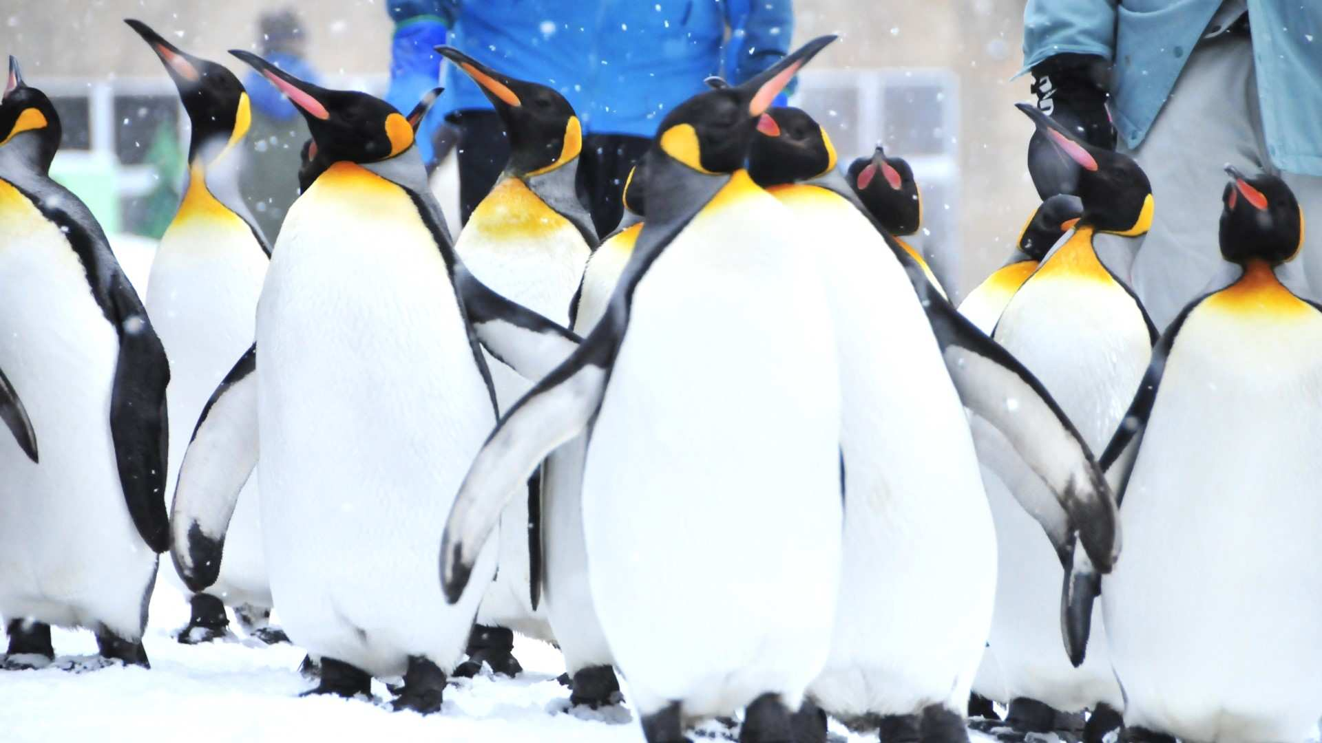 Winter Asahiyama Zoo One-Day Tour - Photo 1 of 14