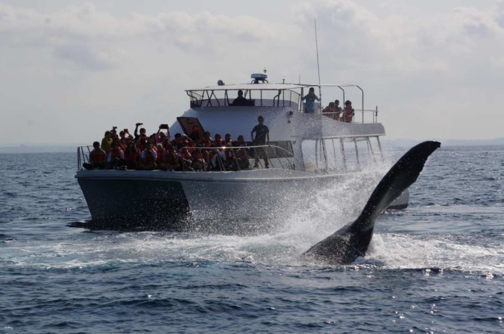 [Winter Only] Kerama Islands Whale Watching Tour from Naha in Okinawa with Round-Trip Transfers & Photos | Japan - Photo 1 of 4