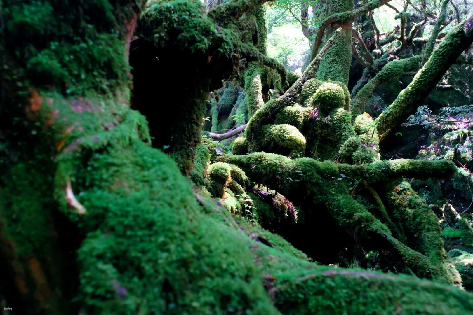 Yakushima Private Island Sights Tour with ENG Speaking Guide!! - Photo 1 of 7