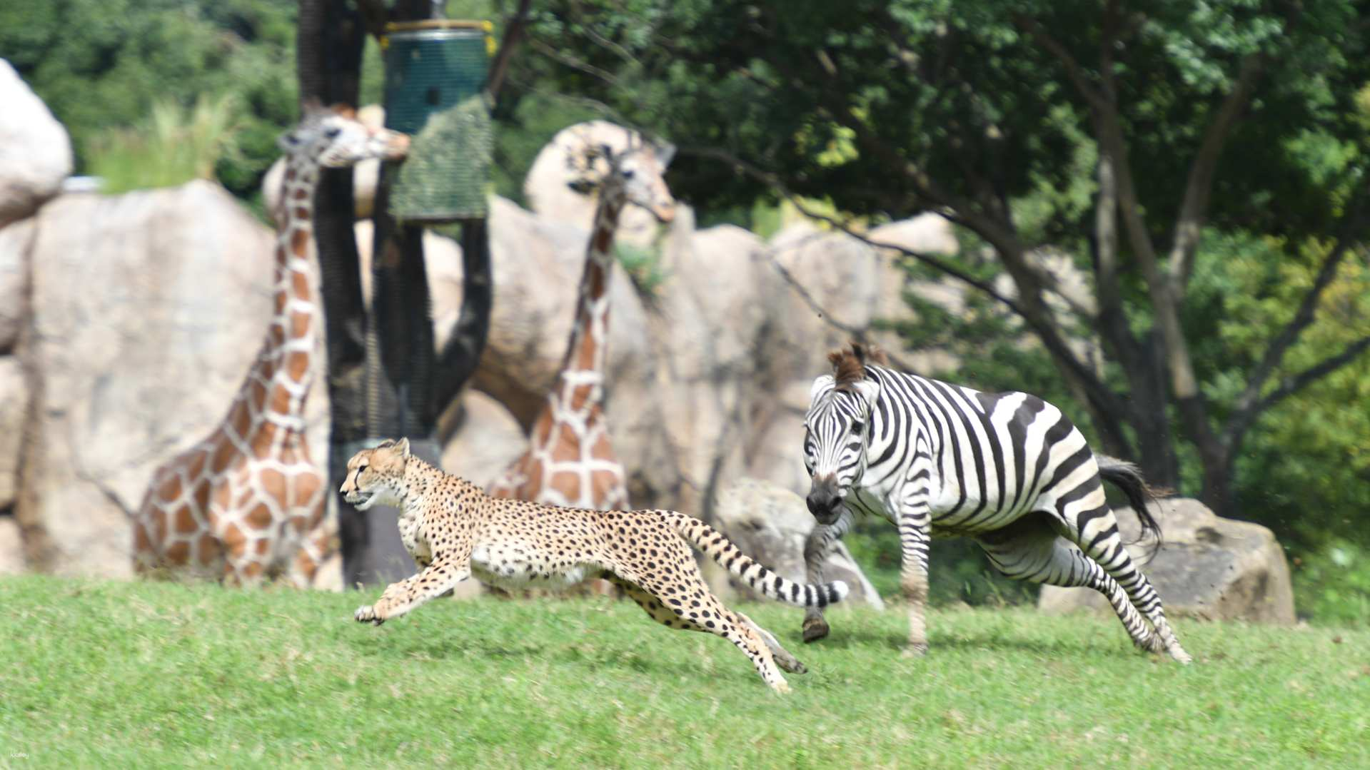 よこはま動物園ズーラシア　入園チケット（神奈川・横浜） - Photo 1 of 10