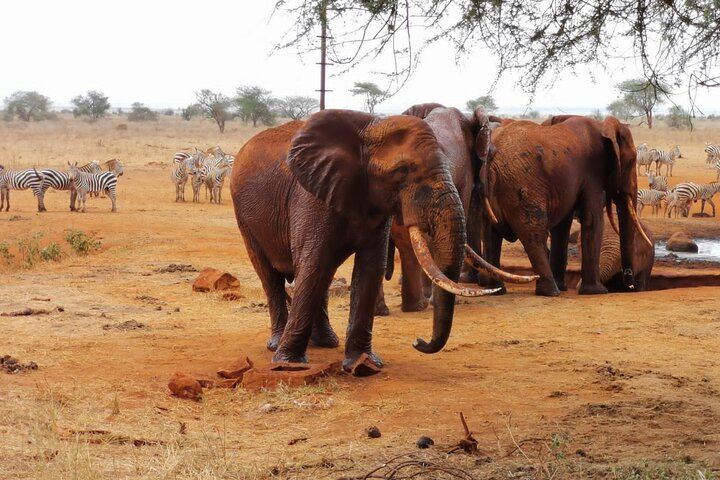 1 Day Red Elephant Safari starting from Diani beach. - Photo 1 of 11