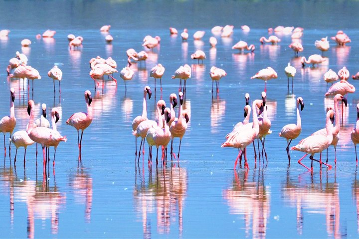 The pink lake 