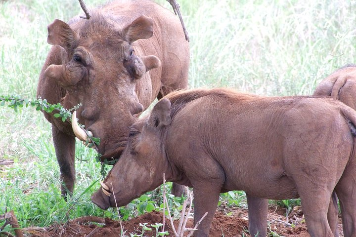 1 Day Shimba Hills starting from Diani Beach. - Photo 1 of 7