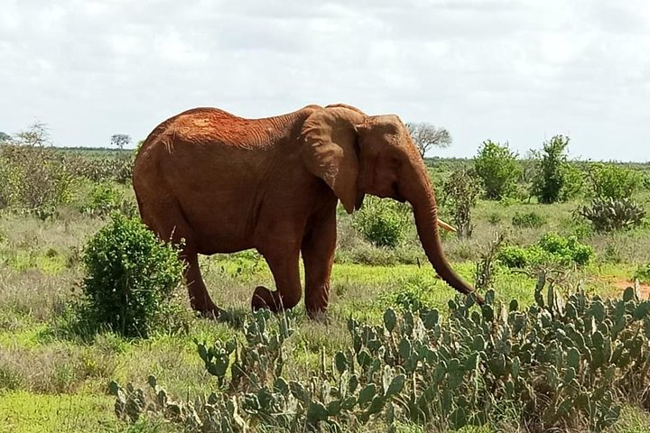 1 Day Tsavo East Safari from Kenya Coast (Cost Based on Minimum 2 persons) - Photo 1 of 8