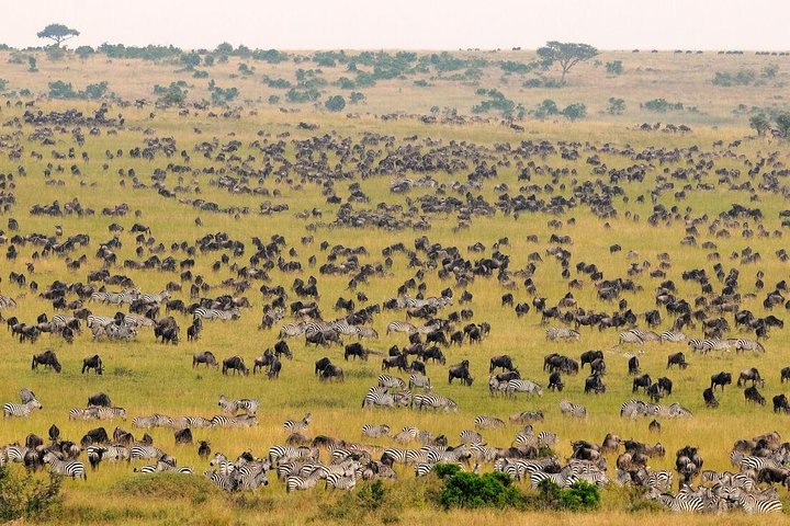 Maasai Mara Reserve 