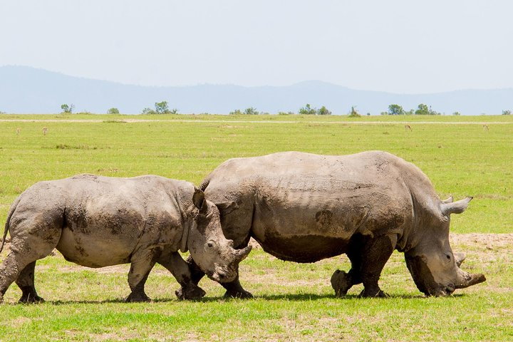 Rhinos at Ol Pejeta