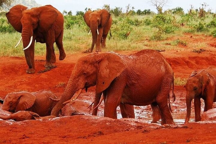 2-Day Private Tour in Tsavo East - Photo 1 of 3