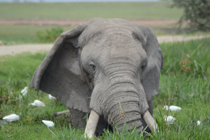 2-Day Safari to Tsavo East and Taita Hills from Diani Beach - Photo 1 of 4