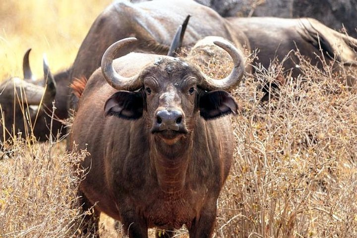 2-Day Tsavo East NP Joining Safari - Photo 1 of 10