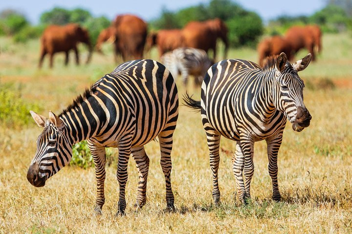 2-Day Ultimate game viewing at Tsavo East National Park - Photo 1 of 7