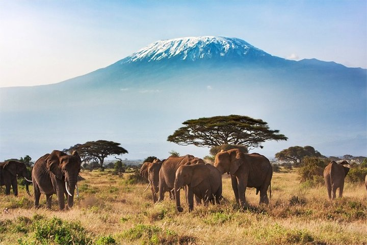 2 Days, 1 Night - Amboseli National Park Safari from Mombasa - Photo 1 of 5