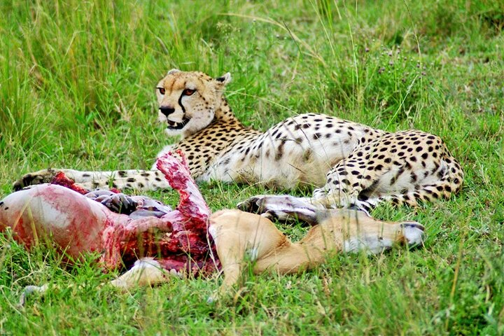  2 Days 1 Night Amboseli National Park Safari from Nairobi - Photo 1 of 5