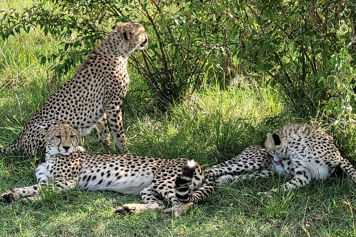 2 Days Masai Mara by Air starting from Diani Beach. - Photo 1 of 9