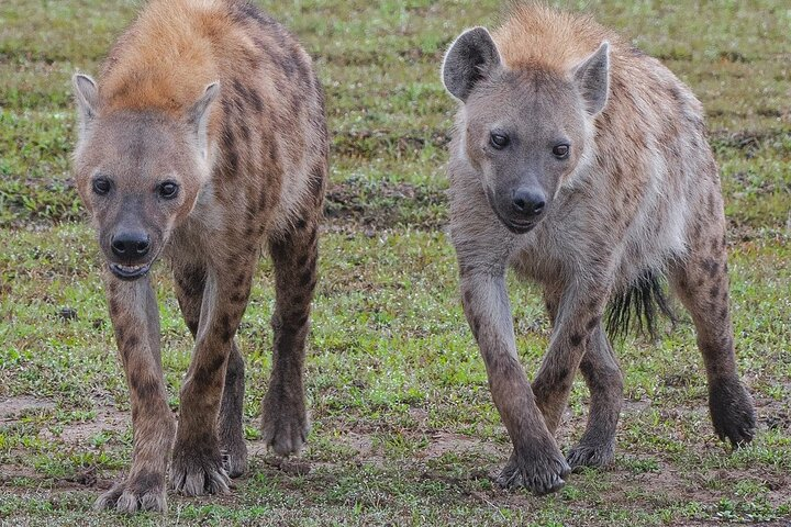 2 Days Private Tour in Tsavo East and Taita Hills / Saltlick Safari - Photo 1 of 2