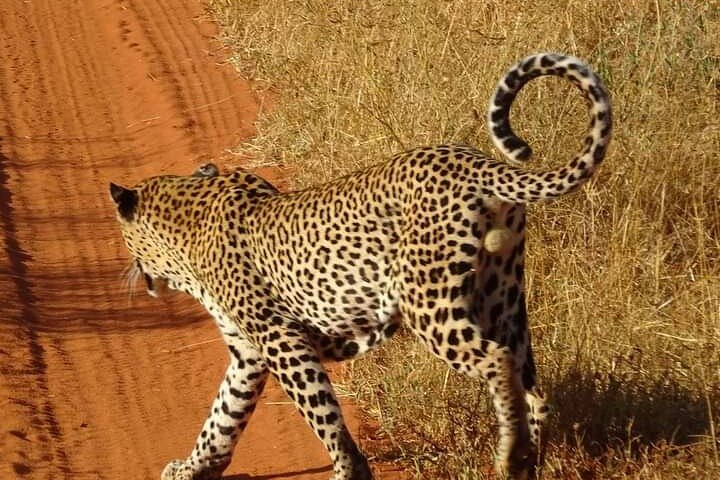 2 Days safari Tsavo East  - Photo 1 of 5