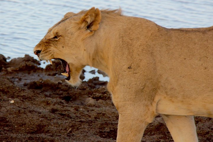 2 Days Safari Tsavo East  - Photo 1 of 19