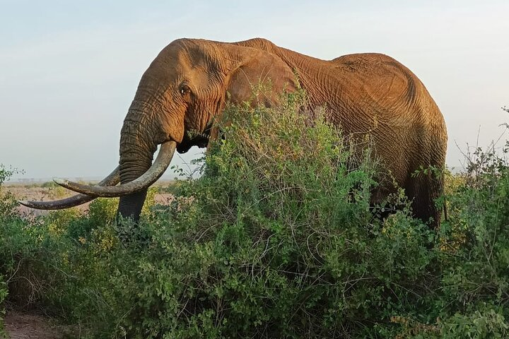 2 Days Taita Hills Conservancy Tour - Photo 1 of 9