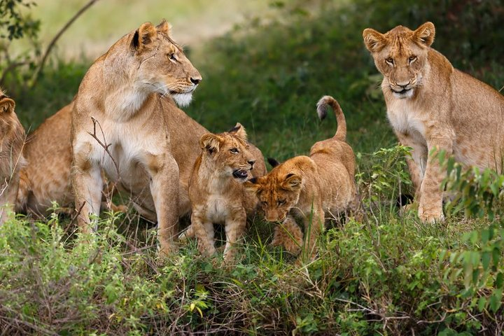 2 Days Theatre of The Wild Tsavo Experience - Photo 1 of 5