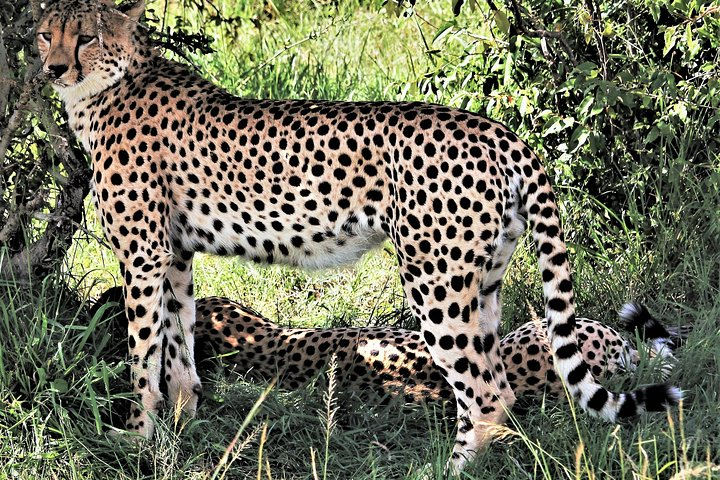 Cheetah at Tsavo East