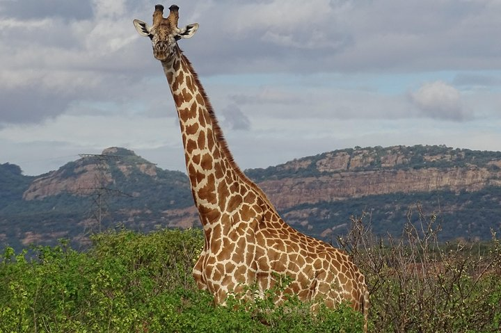 2 Nights Tsavo West Ngulia Safari Lodge and Tsavo East Voi Safari Lodge - Photo 1 of 5