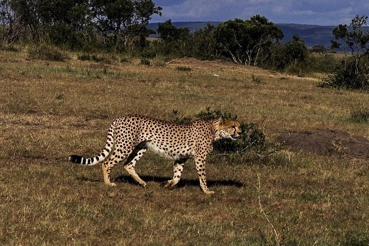 Big Five in Mara Wild - Cheetah