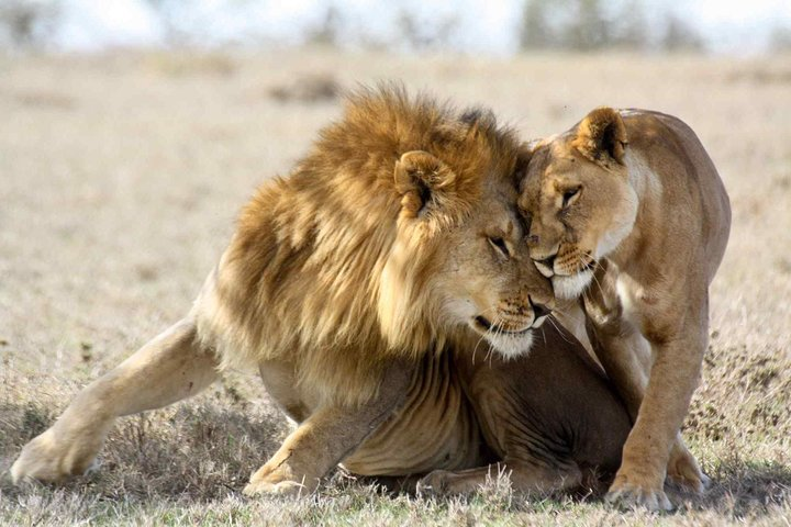 Lions in Masai Mara, Kenya