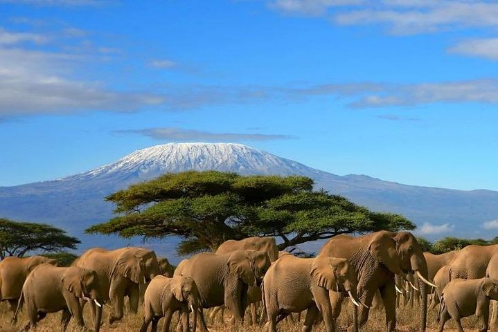 3-Day Private Amboseli/Mt. Kilimanjaro Safari (LUXURY) - Photo 1 of 13