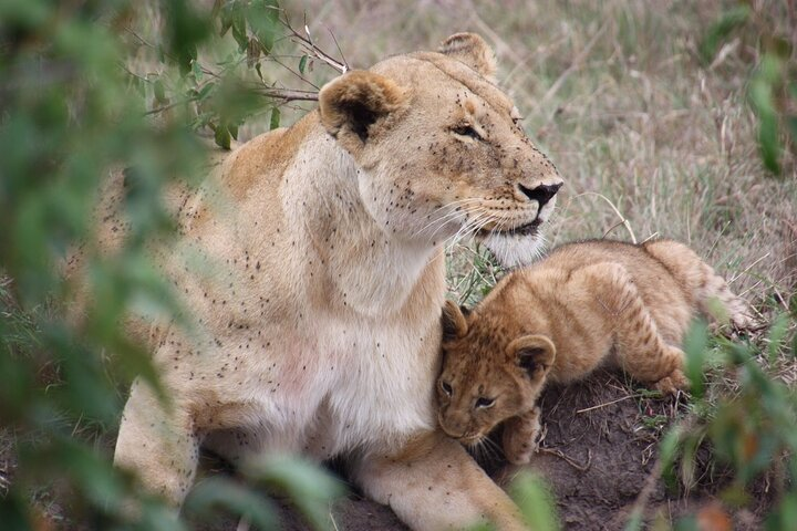 3-Day Safari Tour in two National Parks - Photo 1 of 4