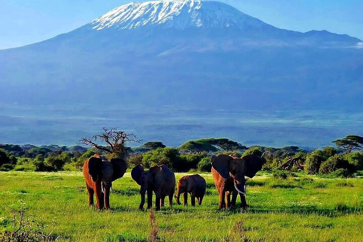 3 Days Amboseli by Flight from Mombasa / Diani (min 2 persons) - Photo 1 of 15