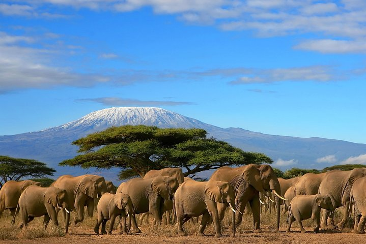 3 Days Amboseli National Park - Lodge Safari - Private 4x4 JEEP - Photo 1 of 16