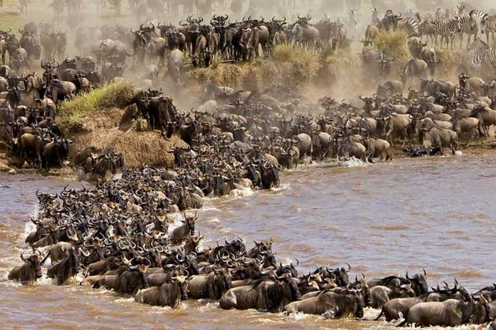 3 Days Masai Mara By Flight from Mombasa/Diani (min 2 Pax) - Photo 1 of 6