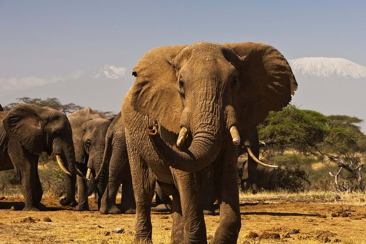 3 Days Masai Mara Wild Encounters - Lodge Safari-Private 4X4 JEEP - Photo 1 of 16