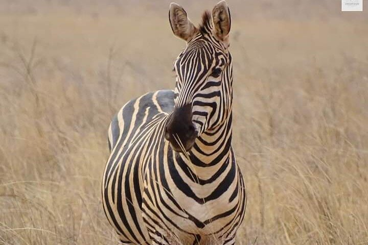 3 Days Private Safari Tour in Tsavo East and West from Watamu  - Photo 1 of 6