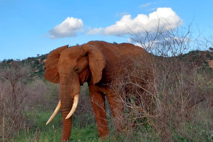 3 Days Private Safari Tsavo East and West Tour - Photo 1 of 7