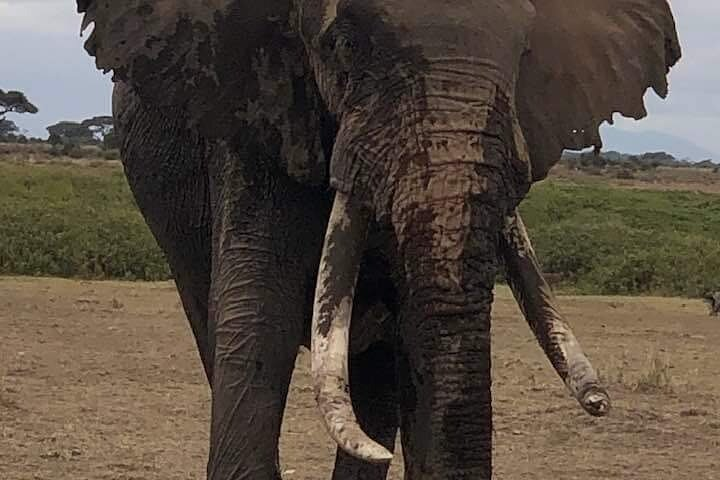 3 Days Private Safari Tsavo East from Watamu  - Photo 1 of 3