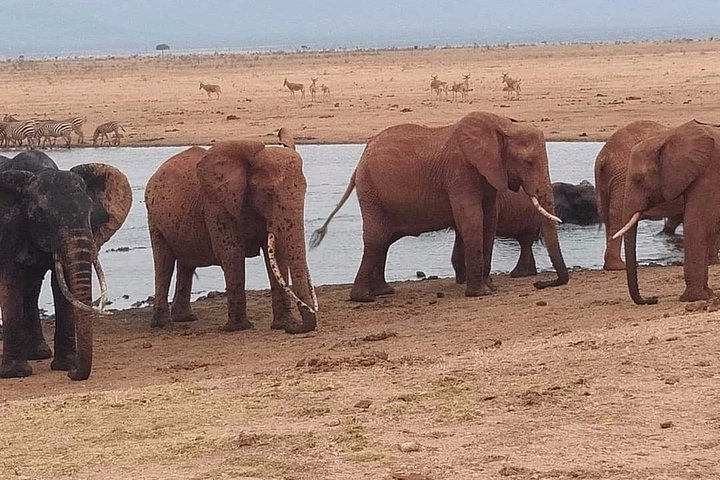 3 days safari Tsavo East and West - Photo 1 of 9