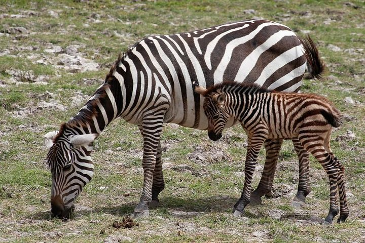 Baby zebra "foal" with her mother