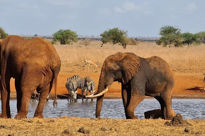 3 Days Tsavo East and Saltlick safari - Photo 1 of 18