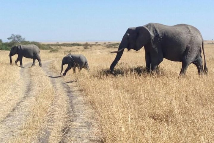 3days/2nights group joining masai mara - Photo 1 of 15