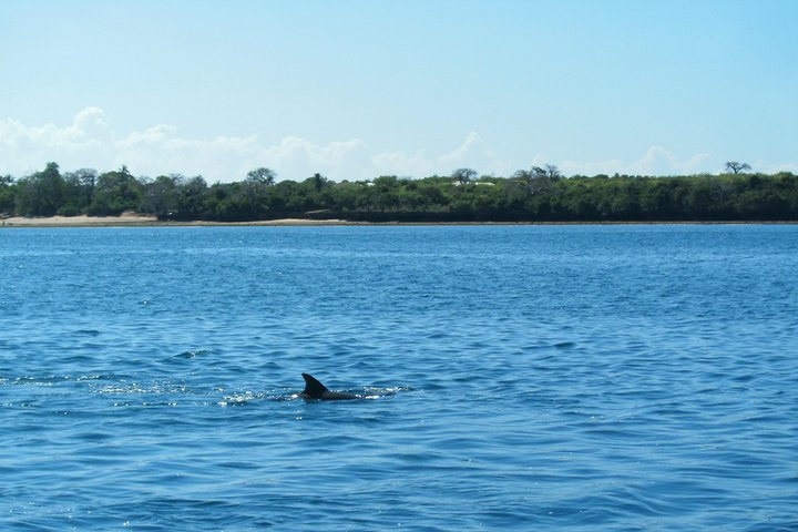 Wasini Island Dolphin spotting 