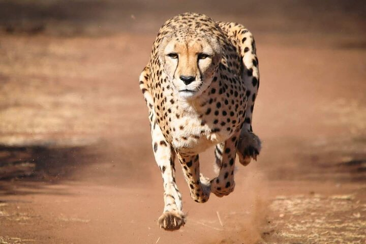 4 Day Group Tour to Maasai Mara and Lake Nakuru by a 4WD Cruiser - Photo 1 of 10