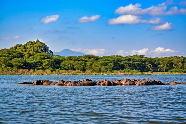 Hippos in Lake Nakuru